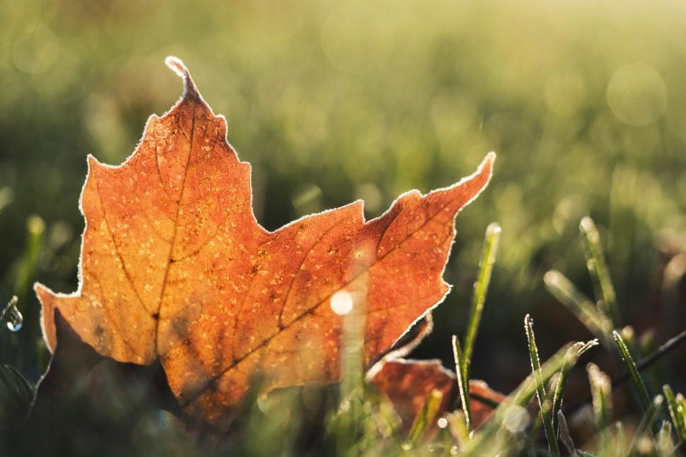 Free Image of A leaf in the grass 