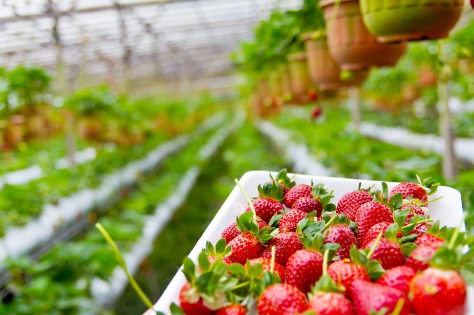 Free Image of A container of strawberries in a greenhouse 