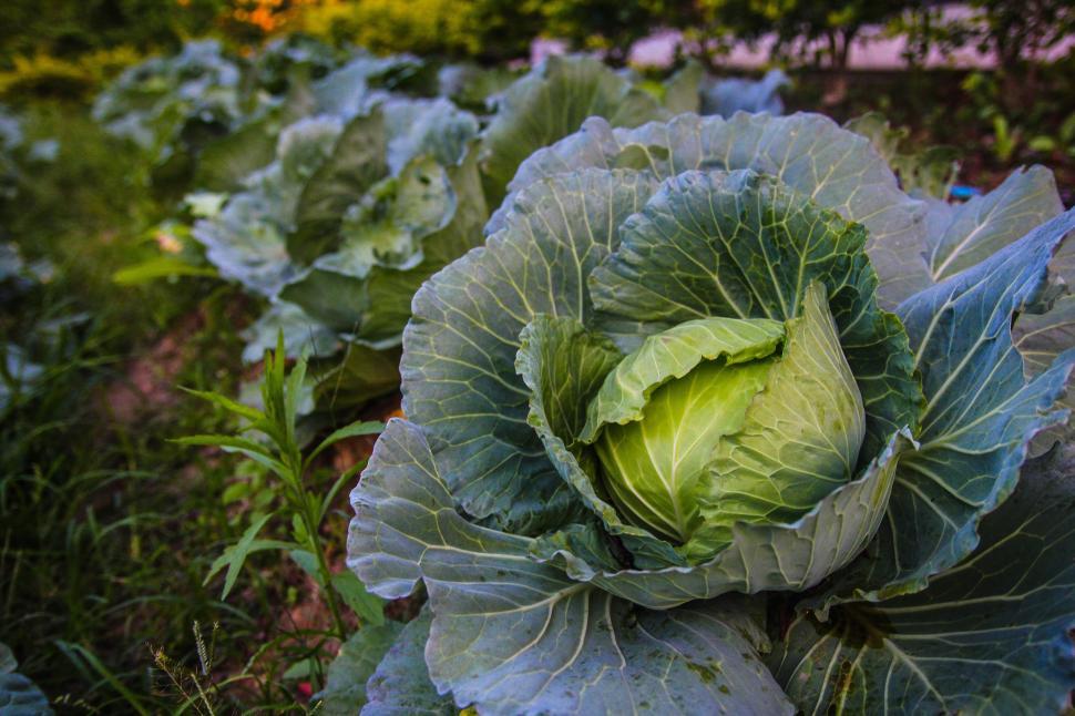 Free Image of A close up of a cabbage 