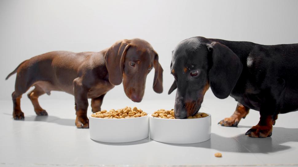 Free Image of Two dachshunds on white in studio 