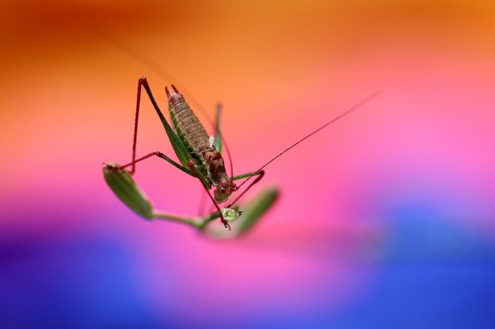 Free Image of A close up of a bug 