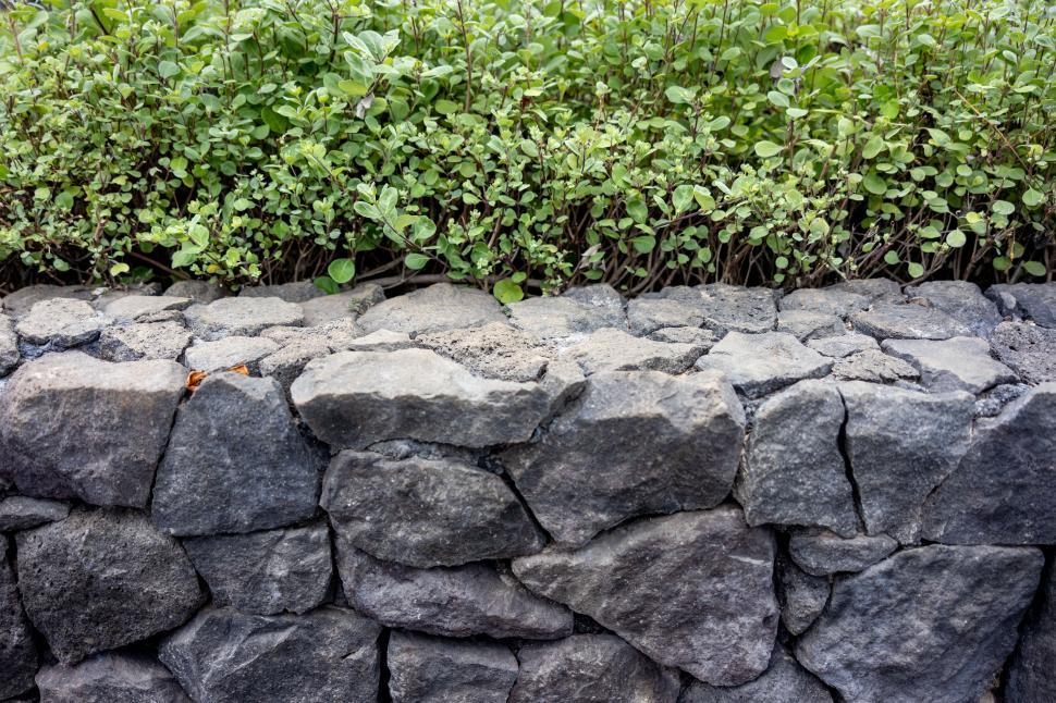 Free Image of A stone wall with plants growing out of it 