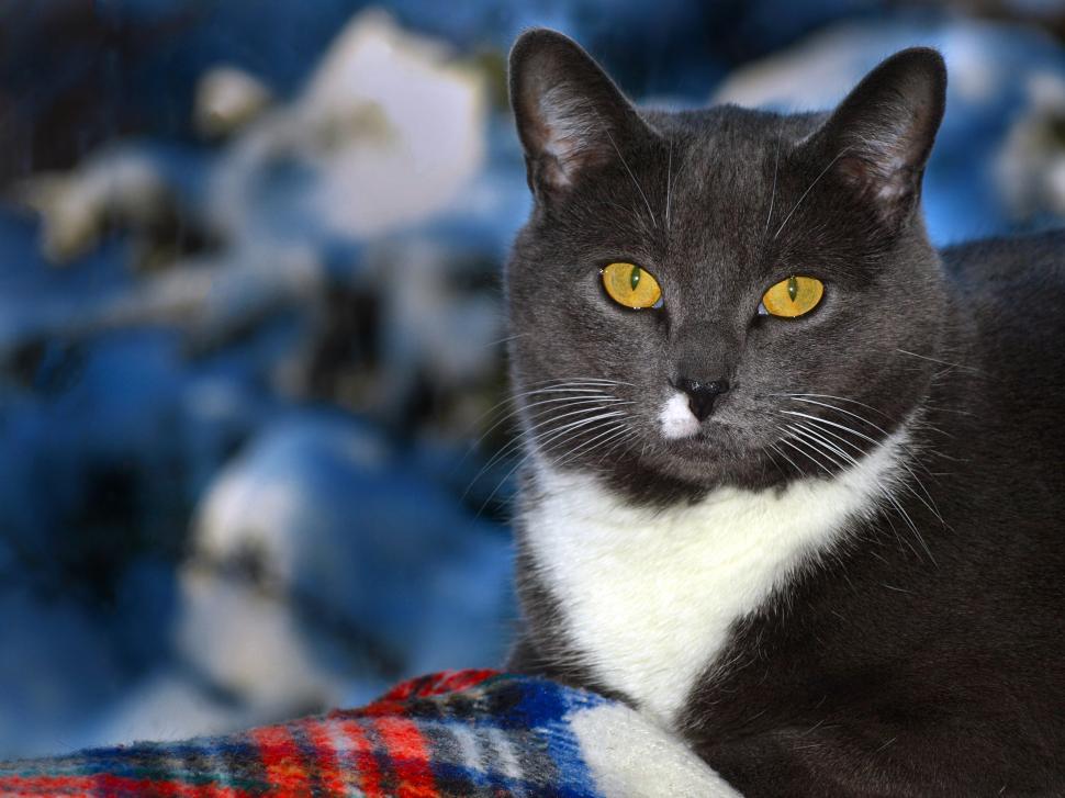 Free Image of Black and White Cat With Yellow Eyes Sitting on a Blanket 