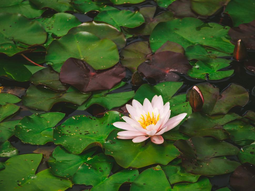 Free Image of A flower on a lily pad 
