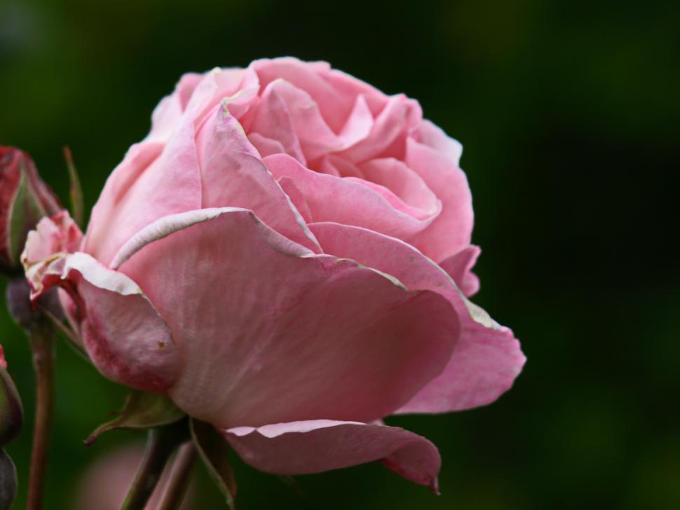 Free Image of A close up of a pink rose 