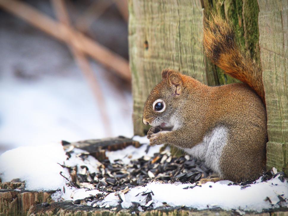 Free Image of A squirrel eating seeds on a tree stump 