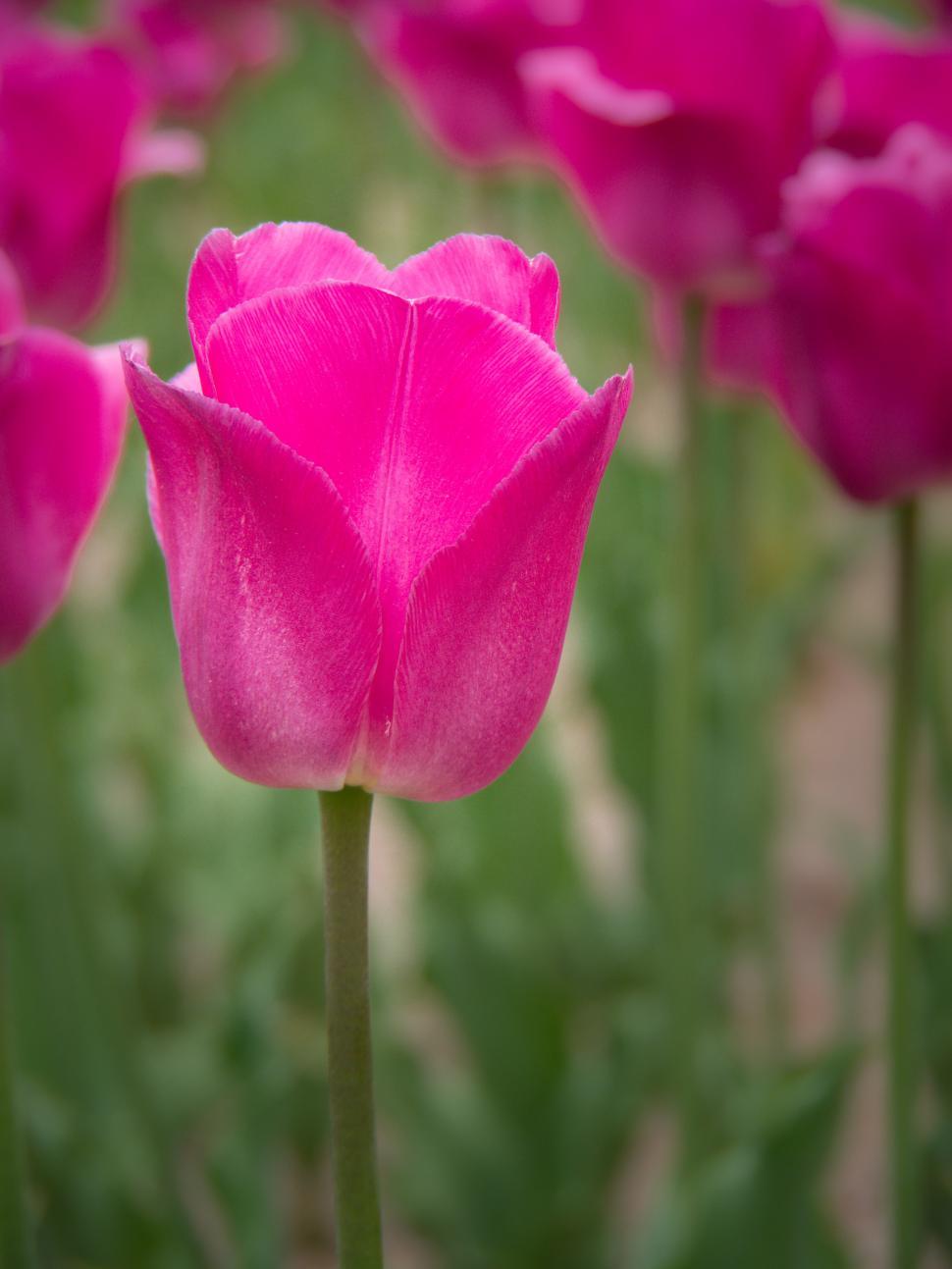 Free Image of A close up of a pink flower 
