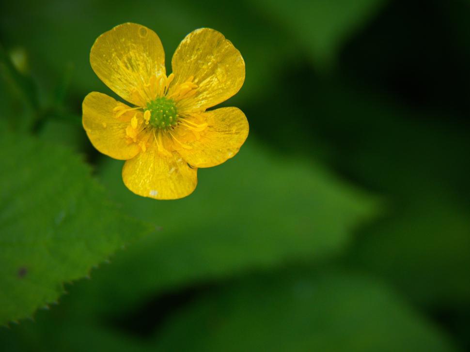 Free Image of A yellow flower with green center 