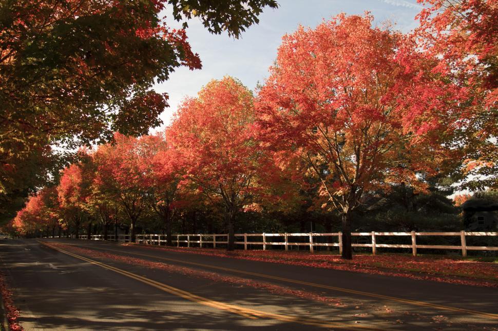 Free Image of A road with trees and a white fence 