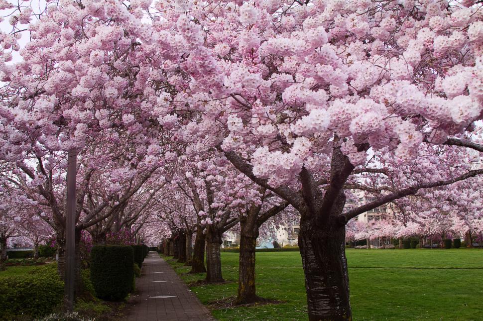 Free Image of A row of trees with pink flowers 