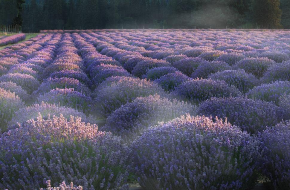 Free Image of A field of lavender 