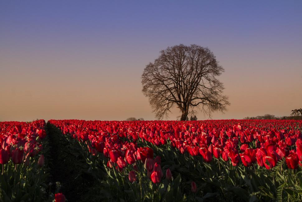 Free Image of A field of red tulips with a tree in the background 
