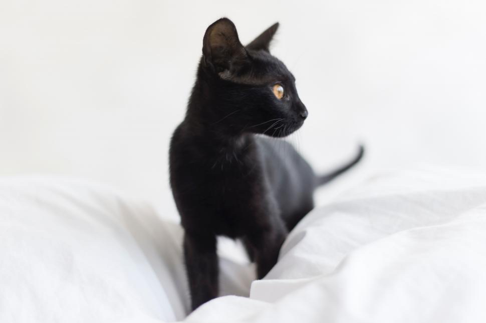 Free Image of A black cat standing on a white blanket 
