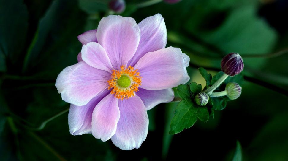 Free Image of A purple flower with yellow center 