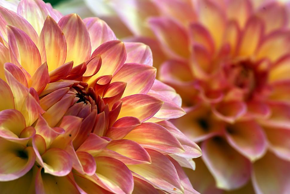 Free Image of Close up of a pink and yellow flower 
