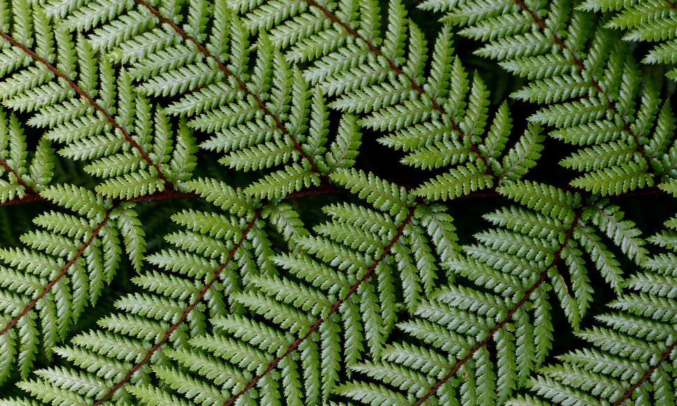 Free Image of A close up of a fern leaf 