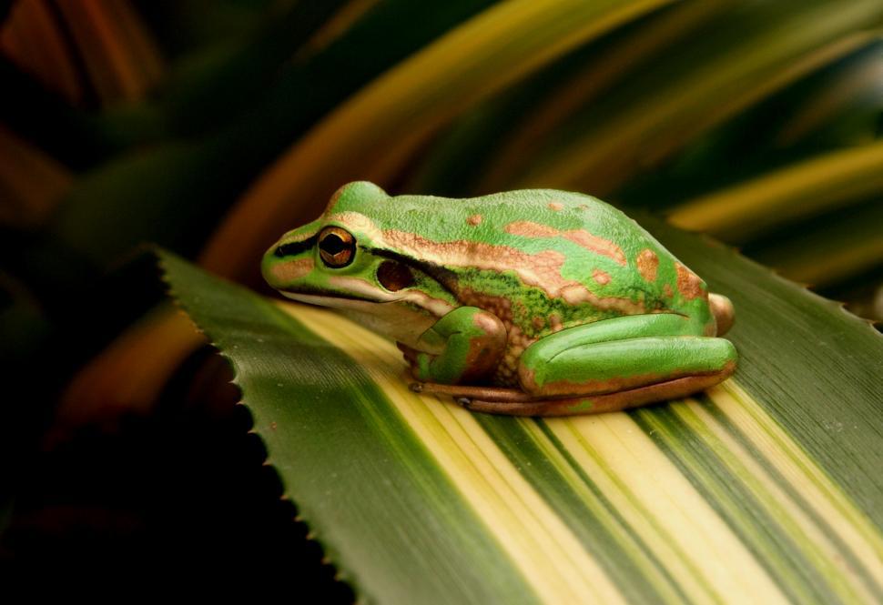Free Image of A green and brown frog on a leaf 