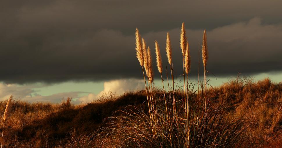 Free Image of Tall grass with a cloudy sky 