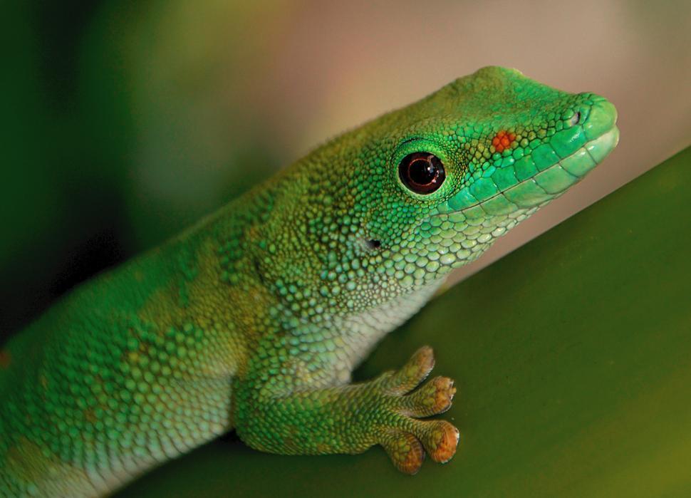 Free Image of A green lizard with red dots 