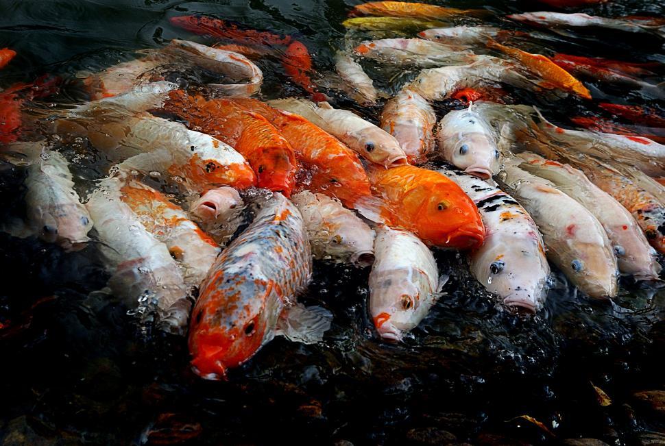 Free Image of A group of fish in water 