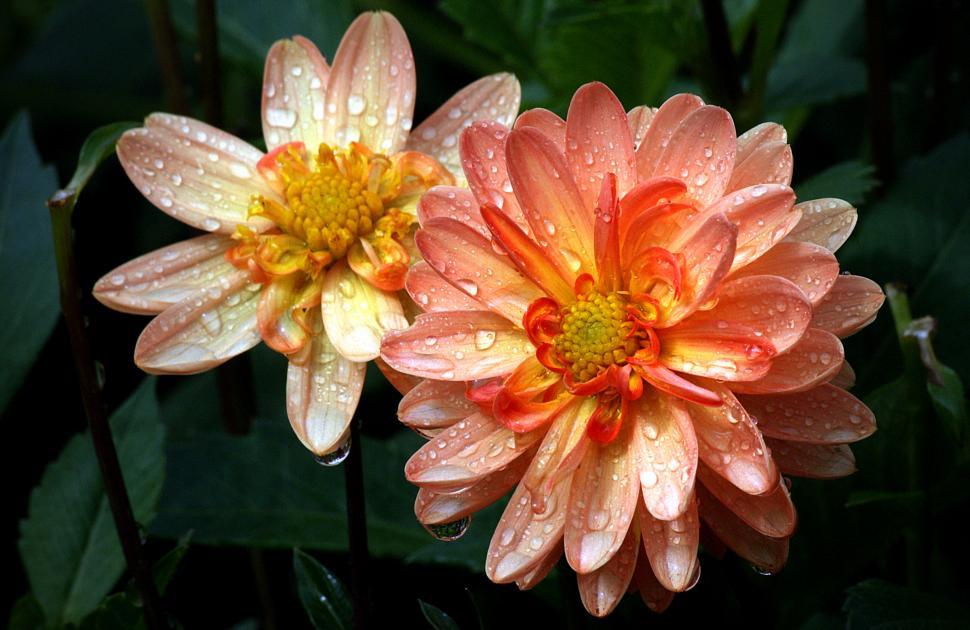 Free Image of Two flowers with water droplets on them 
