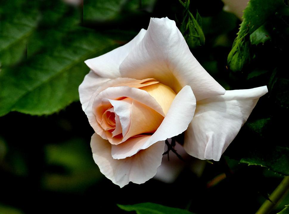 Free Image of A white rose with a yellow center 