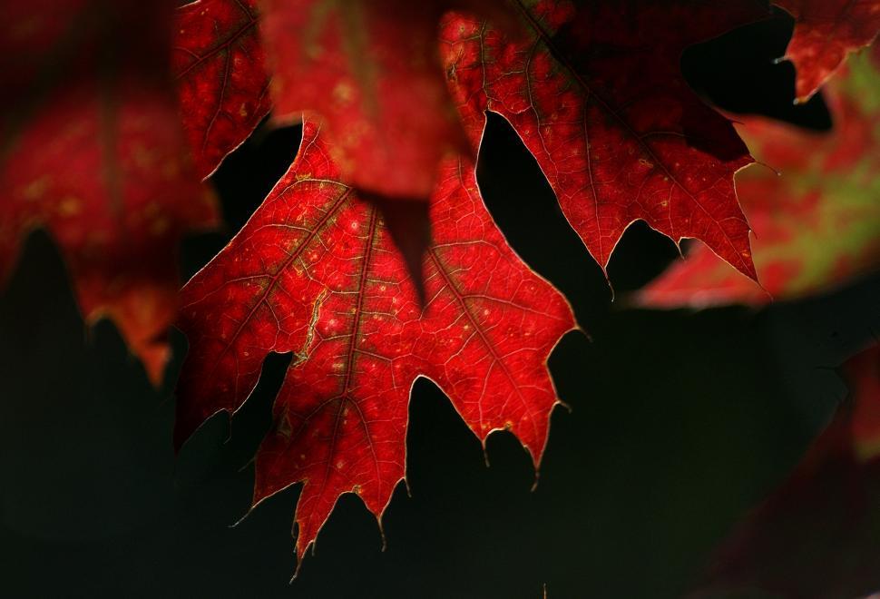 Free Image of A close up of a red leaf 