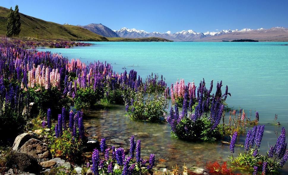 Free Image of A flowers in the water with lake tekapo in the background 