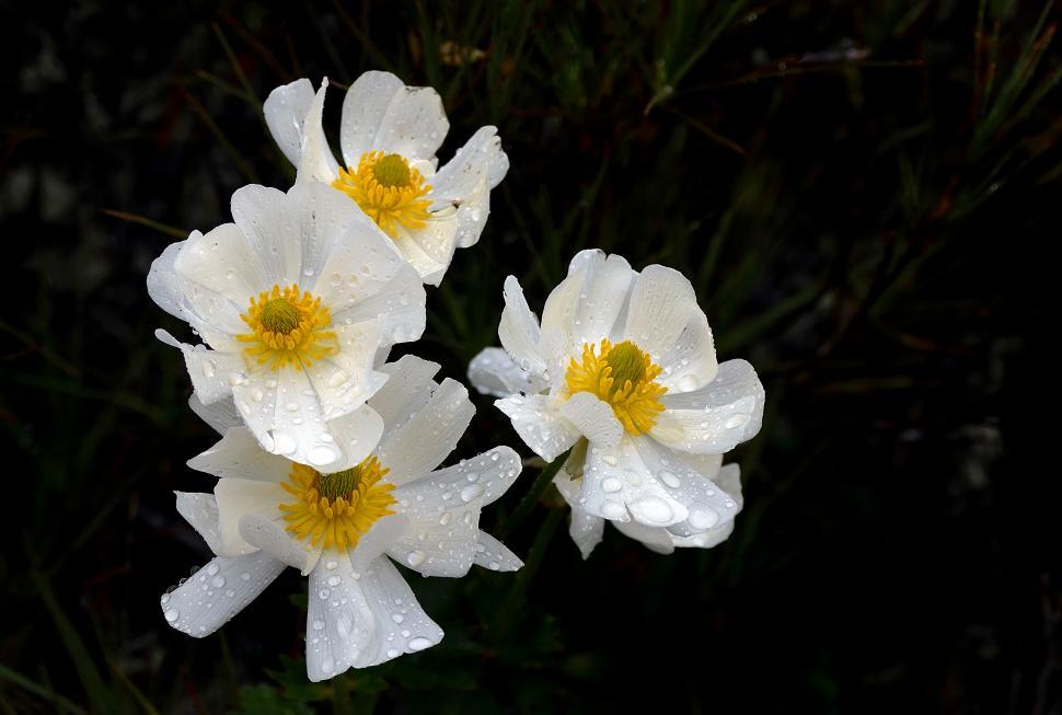 Free Image of A group of white flowers with water drops on them 