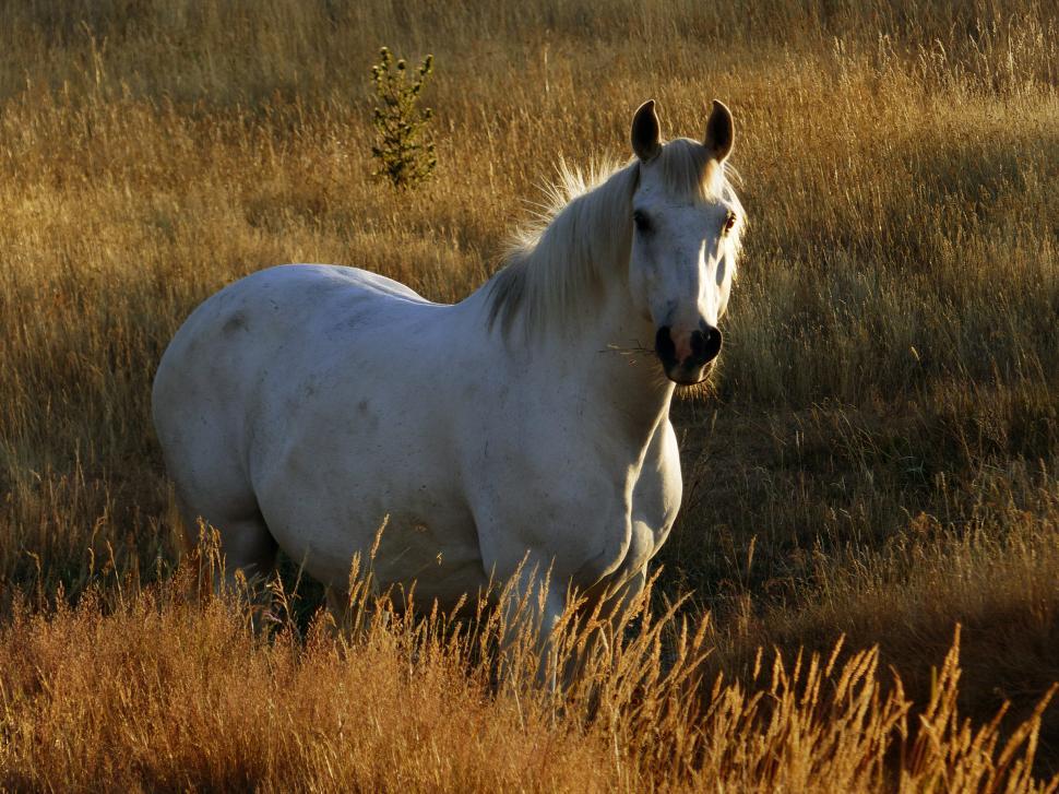 Free Image of A white horse standing in a field of tall grass 