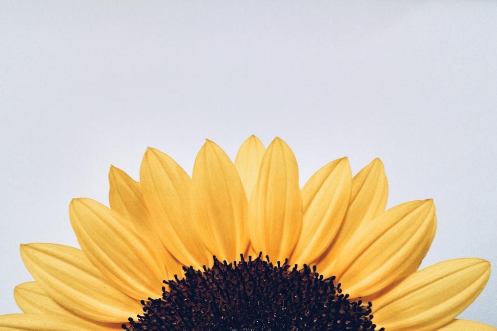 Free Image of A close up of a sunflower 