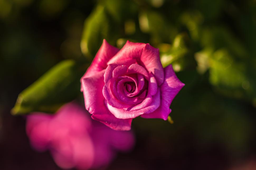Free Image of A close up of a pink rose 