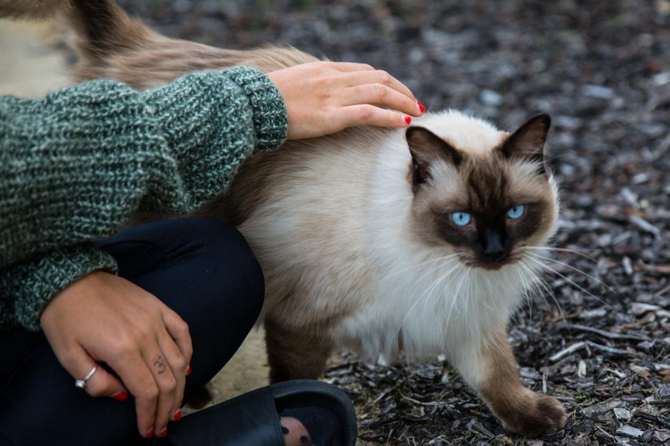 Free Image of A person petting a cat 