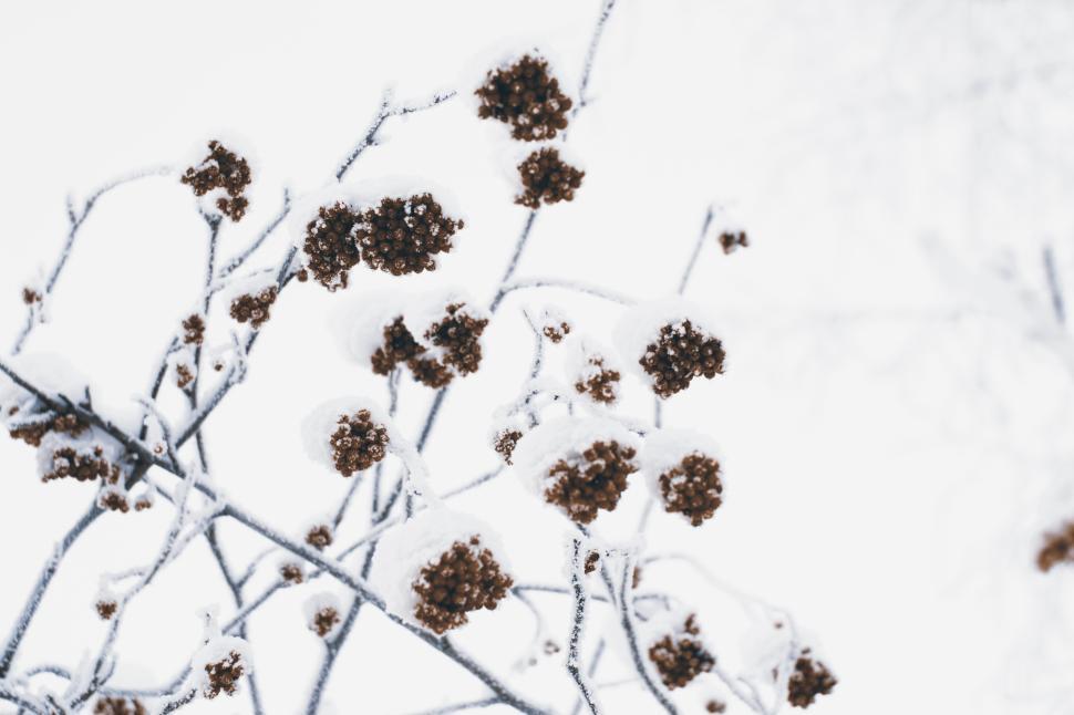 Free Image of A snow covered tree branch 