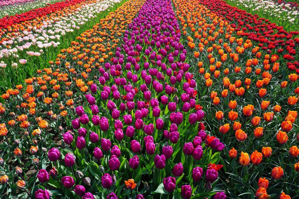 Free Image of A field of colorful flowers 