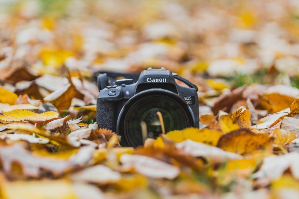 Free Image of A camera on leaves 