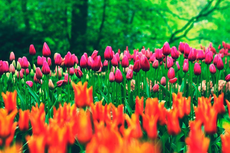 Free Image of A field of tulips 