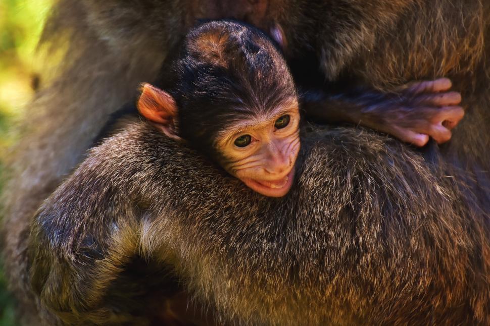 Free Image of A baby monkey with a small face 