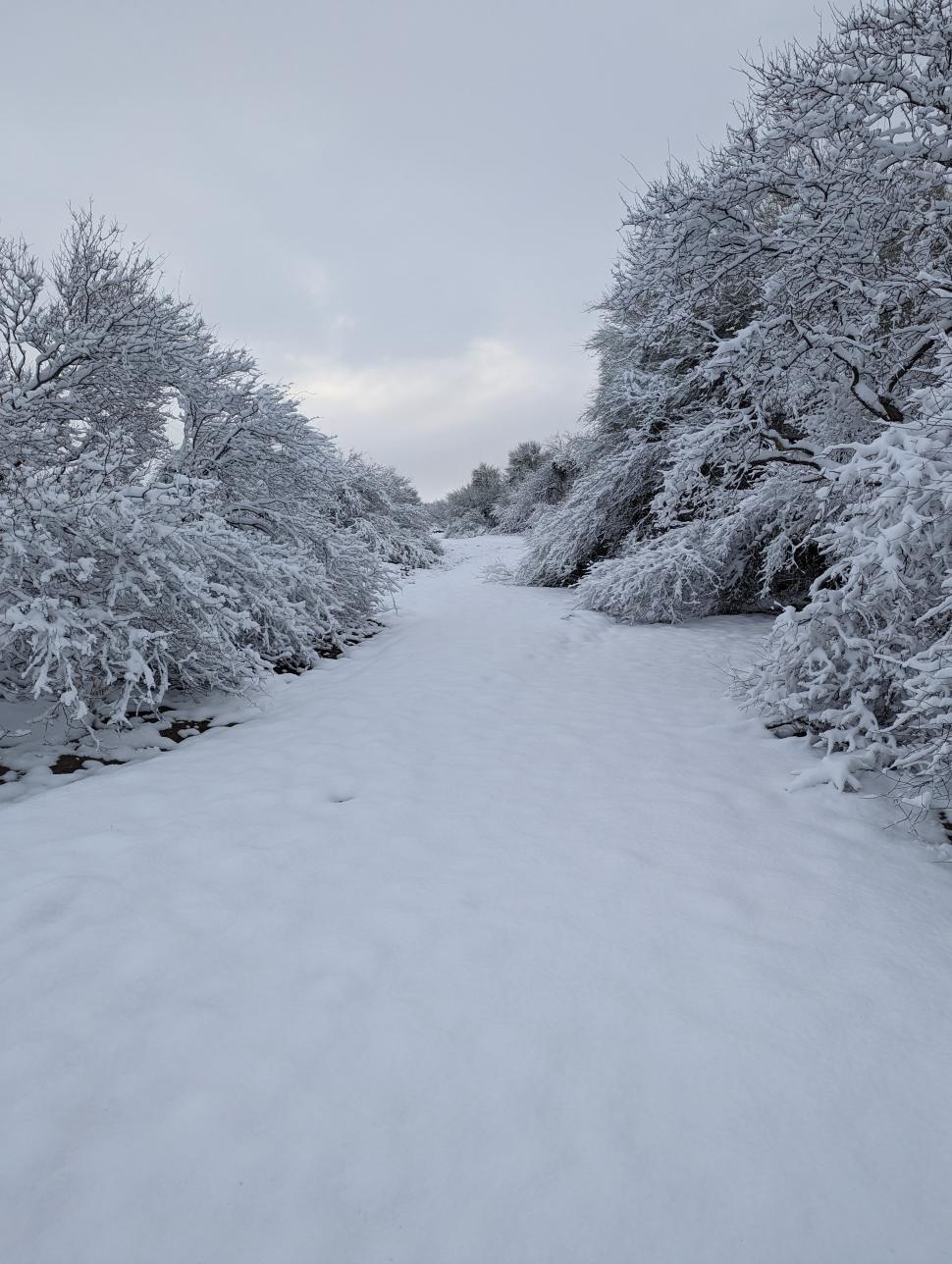 Free Image of Snow Covered Road Surrounded by Trees and Bushes 