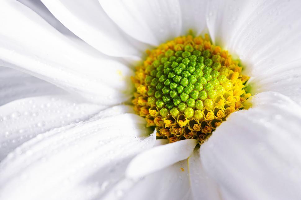Free Image of A close up of a white flower 