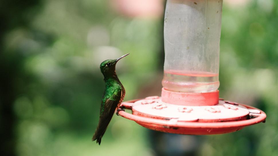 Free Image of A hummingbird on a feeder 
