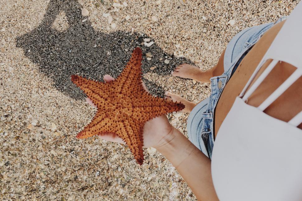 Free Image of A person holding a starfish 