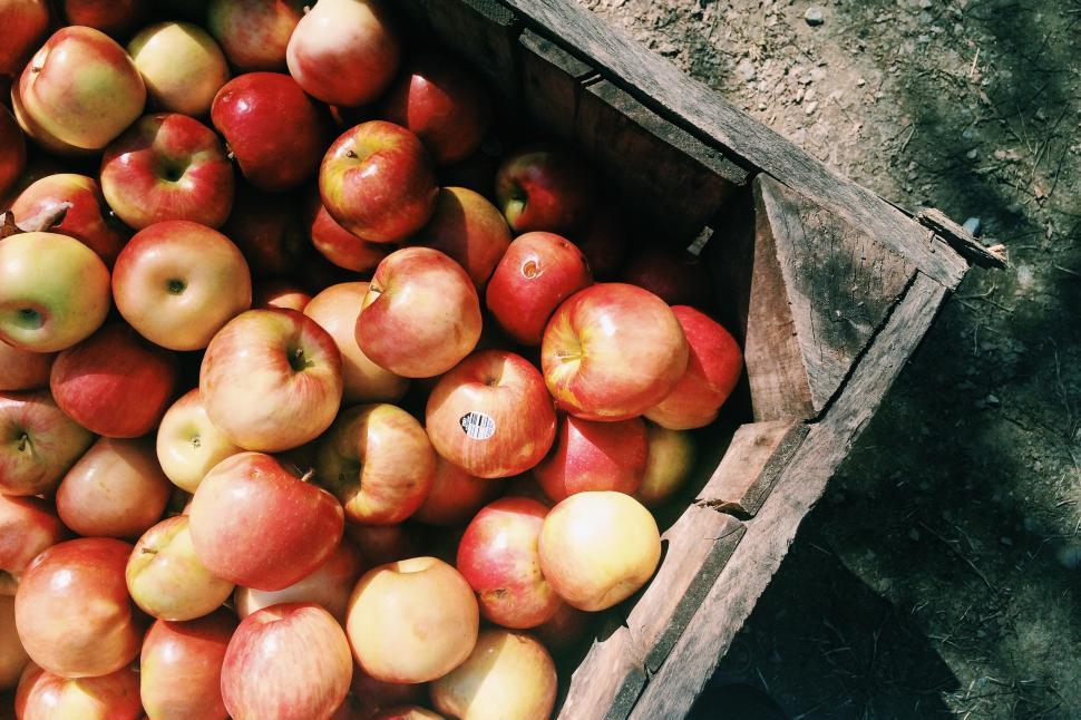 Free Image of A wooden box full of apples 