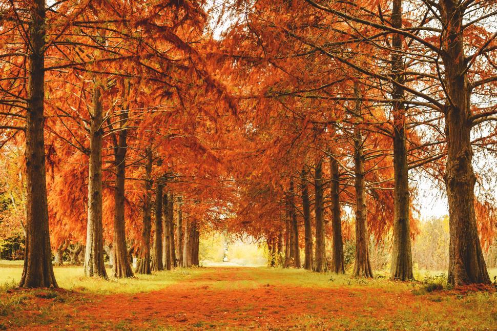 Free Image of A path with orange leaves on trees 