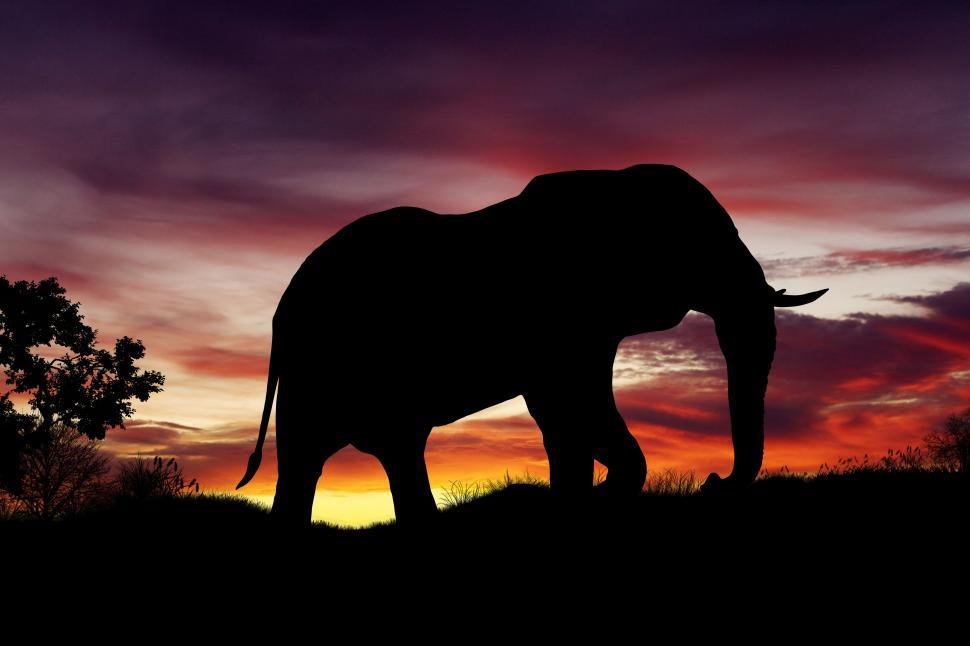 Free Image of An elephant walking in the grass 