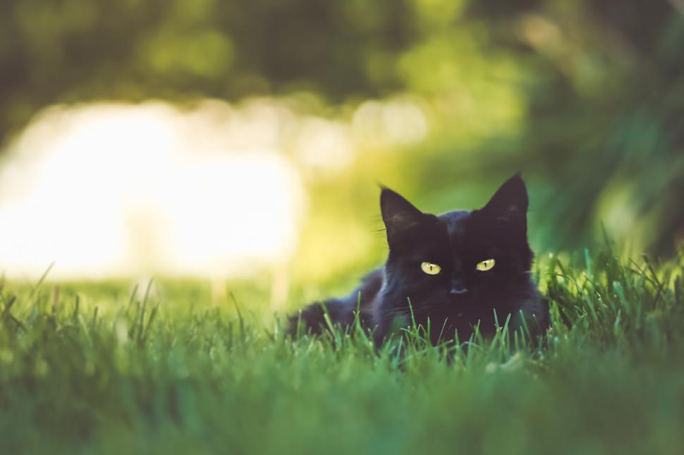 Free Image of A black cat lying in grass 