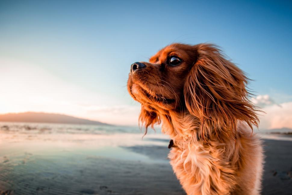 Free Image of A dog looking up at the sky 