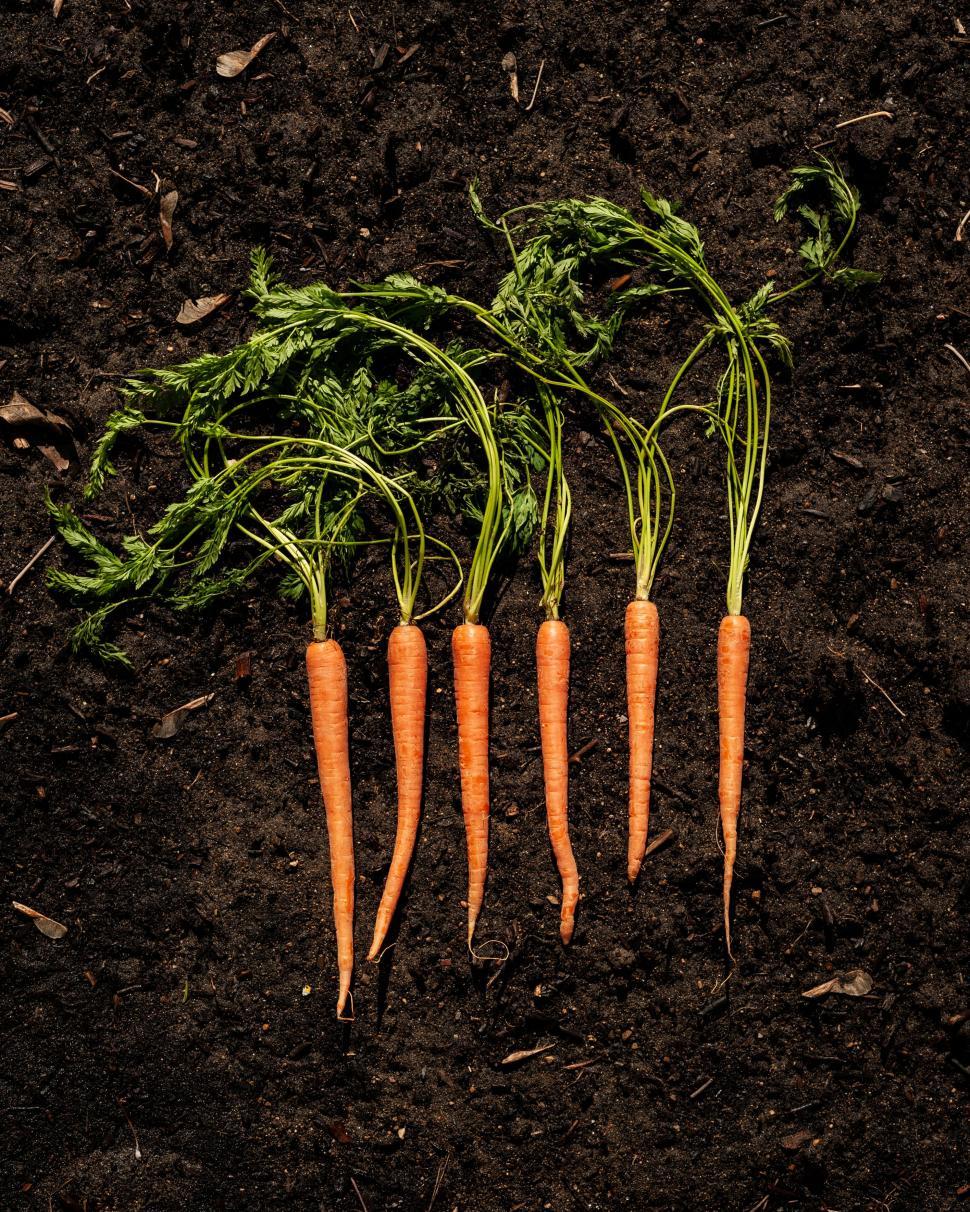 Free Image of A group of carrots with green stems 