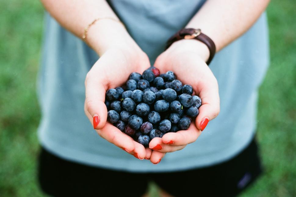Free Image of A person holding a handful of blueberries 