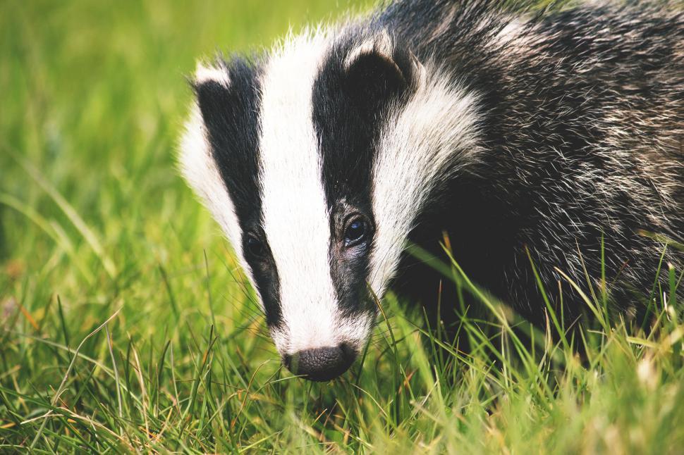 Free Image of A badger in the grass 